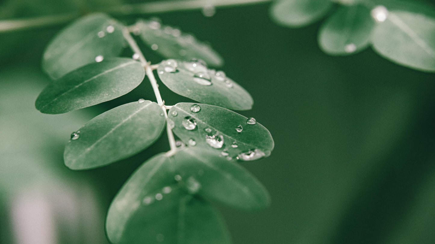 Poudre de Moringa