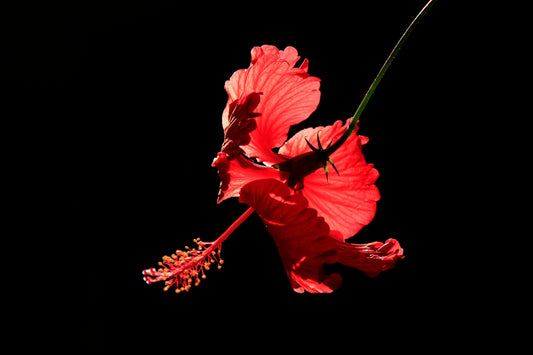 Poudre d'Hibiscus Rouge